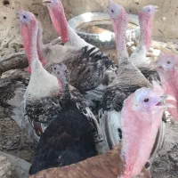 7عدد نر بقلمون محلی