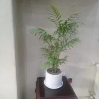 همکاری ‌در بهترین لوکیشن منطقه(ساماندهی)