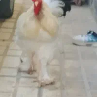 برهما وگلین