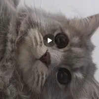 بیریتیش لانگ هیر جفتگیری با ماده شما