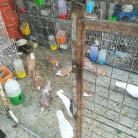 حراج کبوتر رنگی