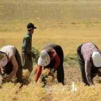 کارگر برای نخود و دسکنه