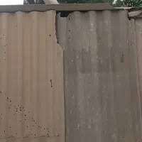 کبوتر جوجه کشی