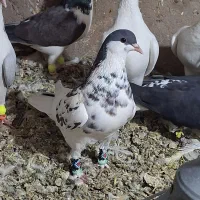 کبوتر یا کفتر افشون خیلی خوشگل پرشی ماده