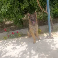 سگ ژرمن