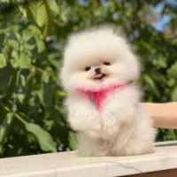 توله پامرهای کیفیت بمب