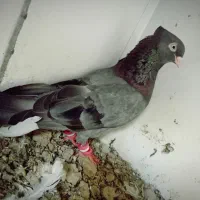 کفتر سبز