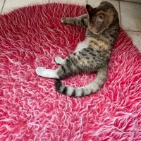 واگذاری گربه