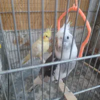 جفت عروس هلندی