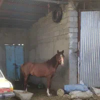 کره اسب