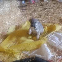 توله قدر جونی با آلابای