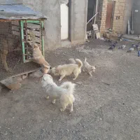 سگ دوعددپاکوتاه نروماده فیندوشناسنامه دار