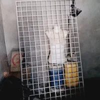 تور رگال