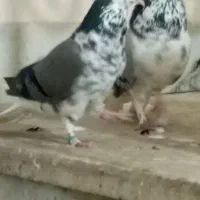 نر و ماده گلین