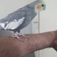 عروس هلندی سیامون