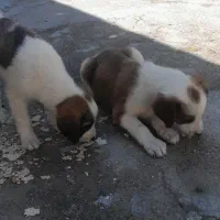 توله سگ