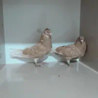 کبوتر تهرانی