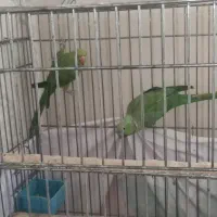 پرنده ملنگون