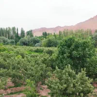 باغ ۱۰۲۰۰ متری زرین‌دشت ـ پلاک یک منطقه