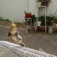 عروس هلندی