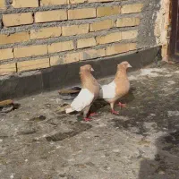 نروماده سینه جفتگاه ضمانت