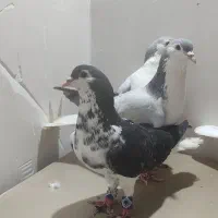 کفتر بوم