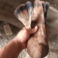 کبوتر ماده تاپ