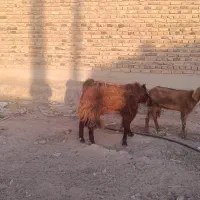 با سلام پاچن یک ساله سنگین وزن