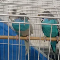 دوتا مرغ عشق نر و ماده