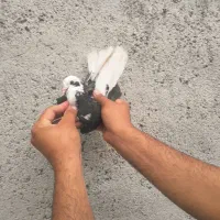جوجه کبوتر پرشی ۸ ساعته