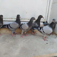 کبوتر مسافتی . کبوتر