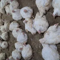 مرغ گوشتی ارگانیک