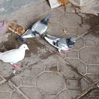 دورح
