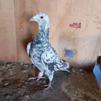 ماده سار ضمانتی