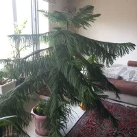 کاج مطبق و بنجامین
