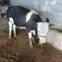 گاو گوساله