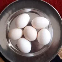 تخم مرغ تازه