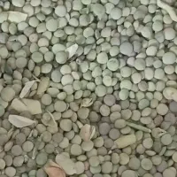 عدس|خوردنی و آشامیدنی|مشهد, کشف|دیوار