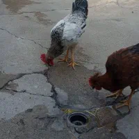 فروش تا خروس محلی