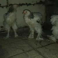 مرغ