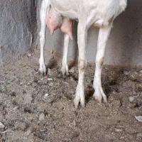 یک عدد بز سان  همراه جفت بزغاله  نربا ۲کیلپ شیر
