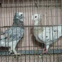 شازده هما.ماهرو.سبزپاکستانی.سفیدنوکریزماده دمسفید