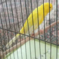 قناری رسمی بلند کلکسیونی