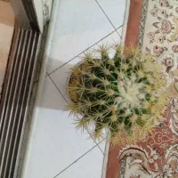 کاکتوس|گل و گیاه طبیعی|تهران, اوقاف|دیوار