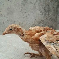 جوجه سه ماهه  ۳ عدد