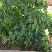 کود گاوی و اسب حدود ۵ ماشین