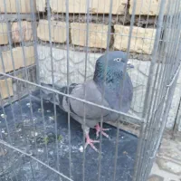 کبوتر تهرانی