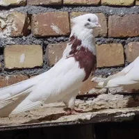 کبوتر نقابی درشت