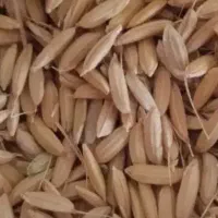 چلتوک خشک