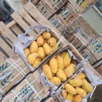 انبه درجه یک